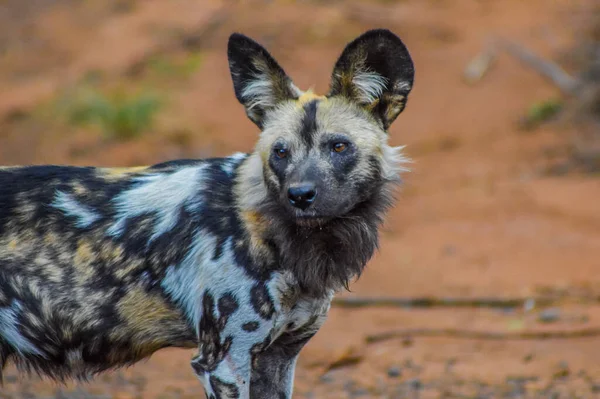 Retrato Perro Pintado Salvaje Africano Lycaon Pictus Tomado Durante Safari — Foto de Stock