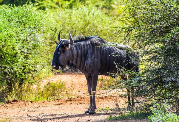 Retrato Ñus Azul Aislado Gnu Connochaetes Taurinus Una Reserva Natural —  Fotos de Stock