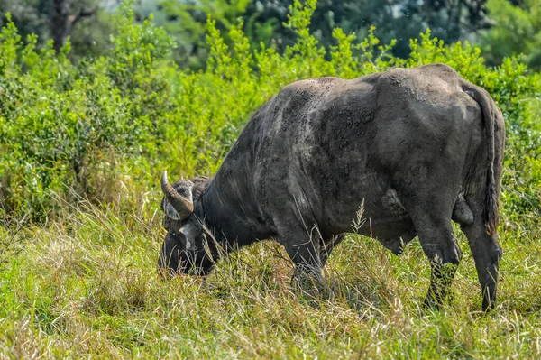 Large African Cape Buffalo Syncerus Caffer Caffer Nature Reserve South — Stock Photo, Image