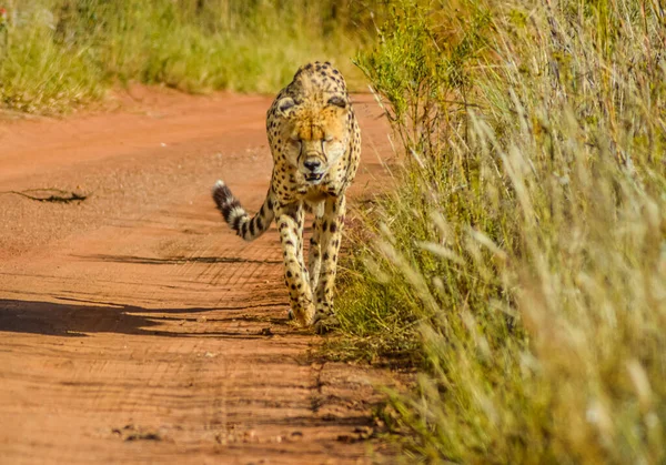 Retrato Bonito Jovem Cheetah Rhino Leão Reserva Caça Johannesburg África — Fotografia de Stock