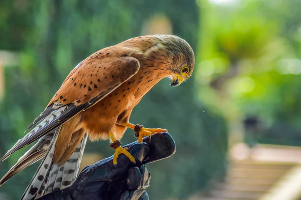 Kestrel Comum Falco Tinnunculus Uma Ave Rapina Retrato Isolado África — Fotografia de Stock