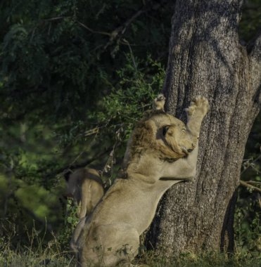 Güney Afrika 'daki Kruger Ulusal Parkı' nda Afrika safarisi sırasında aslan.