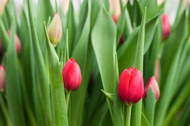 Bir serada, doğal çiçekler, varietal bitkileri yetiştirilen laleler