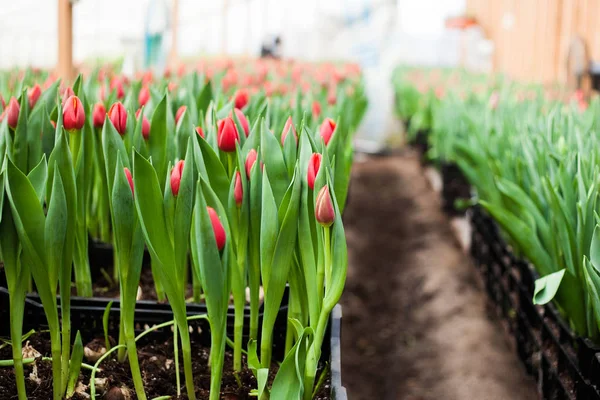 Tulips grown in a greenhouse, natural flowers, varietal plants