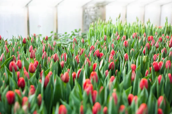 Tulips grown in a greenhouse, natural flowers, varietal plants