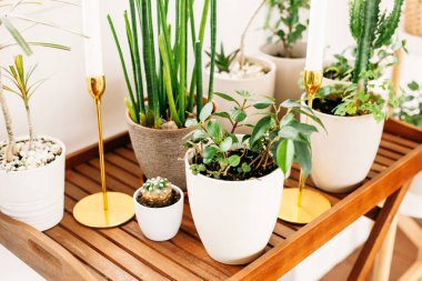 Saksılarda yeşil bitkiler, peyzaj, güzellik, doğa, yeşil, çiçek bakımı, bahçe bakımı, konfor, insanlar, iletişim