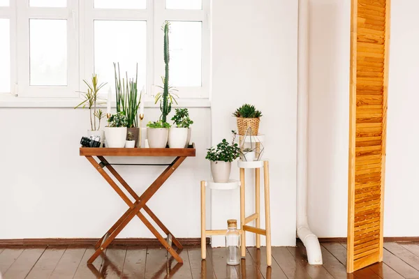 Interior of a house or office with green plants in pots, landscaping, beauty, nature, green, flower care, gardening, comfort, people, communication