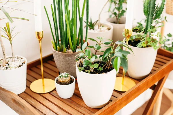 Interior Una Casa Oficina Con Plantas Verdes Macetas Paisajismo Belleza — Foto de Stock