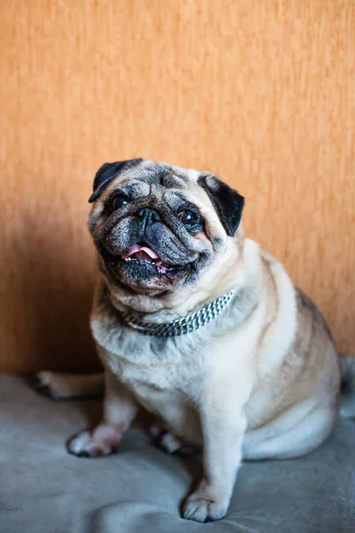 Dog at home, pug sitting on the couch, loyal friend, favorite pet