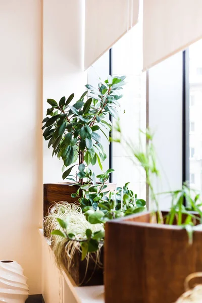 オフィスや自宅 大小のポット インテリアの緑 園芸都市で鉢植え — ストック写真
