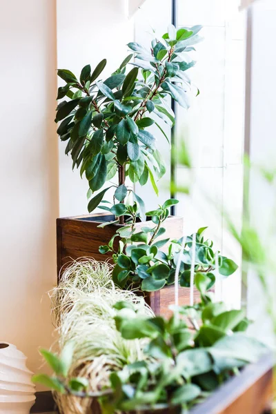 Plantas Maceta Oficina Casa Macetas Grandes Pequeñas Vegetación Interior Decoración — Foto de Stock