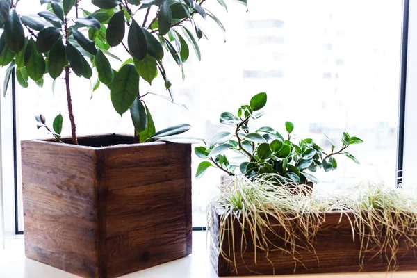 Plantas Maceta Oficina Casa Macetas Grandes Pequeñas Vegetación Interior Decoración — Foto de Stock