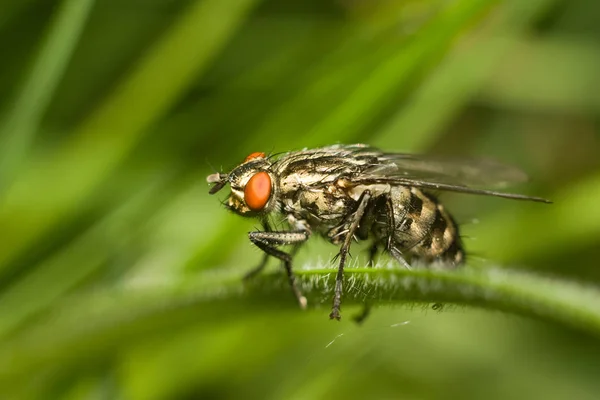 Voar na relva. close-up. macro — Fotografia de Stock