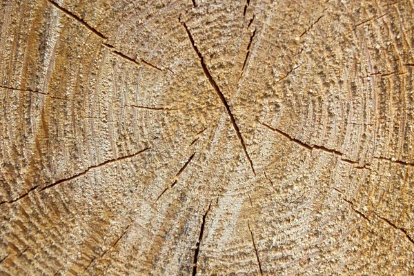 Textura da secção transversal de madeira — Fotografia de Stock