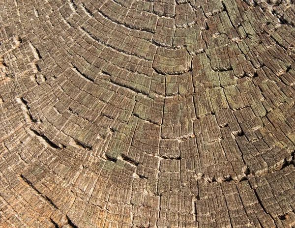 wood cross section texture