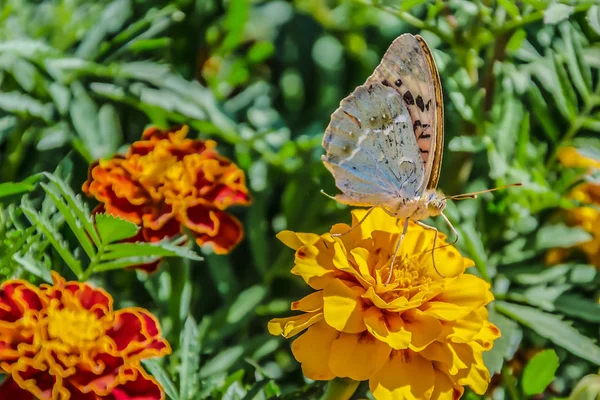 Argynnis paphia, bir portakal çiçeği tagetes gümüş yıkanmış fritillary kelebeği