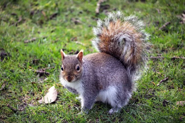 British Grey Squirrel Park Stock Image