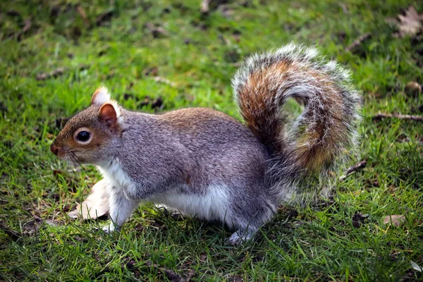 British Grey Squirrel Park Royalty Free Stock Images