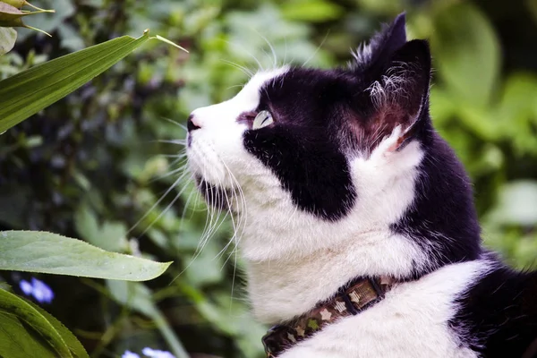 黒と白の猫 — ストック写真