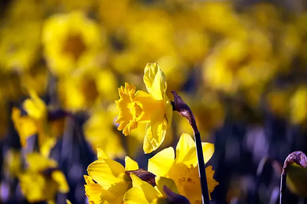 Tavaszi Sárga Nárcisz Virág — Stock Fotó