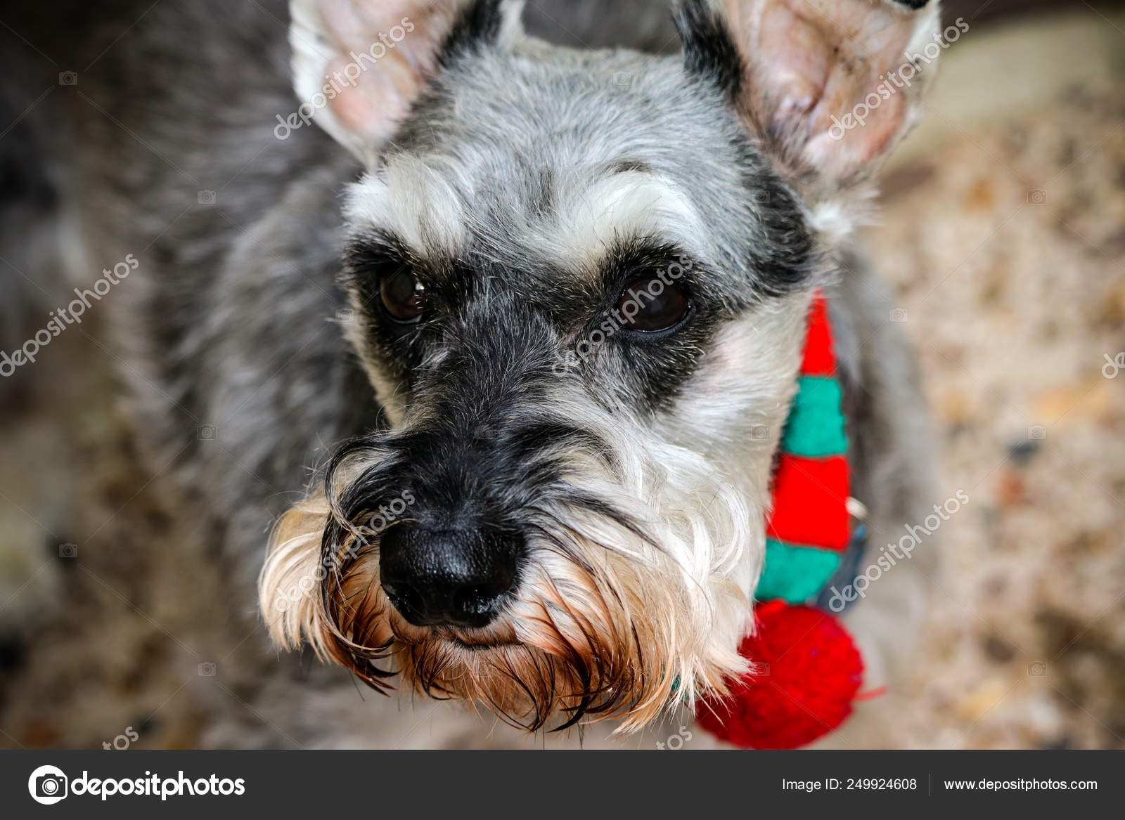 grey schnauzer dog