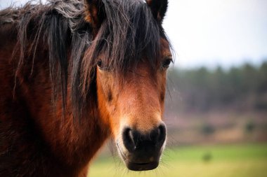 Devon kırsalında vahşi at