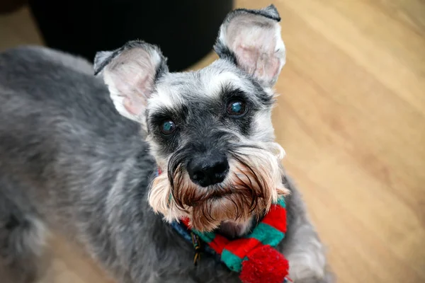 Gri bir Minyatür Schnauzer köpek portresi