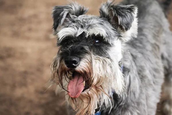 Gri bir Minyatür Schnauzer köpek portresi