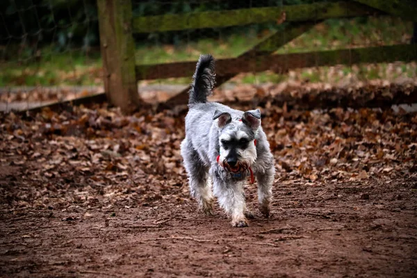 Portrait Chien Schnauzer Miniature Gris — Photo