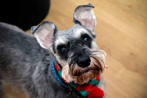 Portrait Chien Schnauzer Miniature Gris — Photo