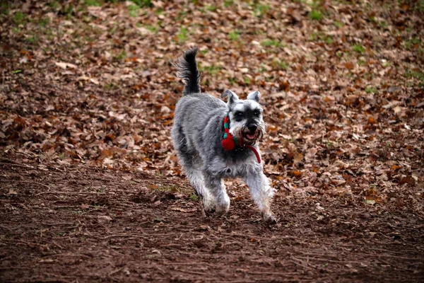 Portrait Chien Schnauzer Miniature Gris — Photo