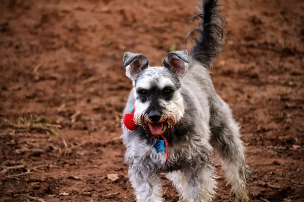 Gri bir Minyatür Schnauzer köpek portresi