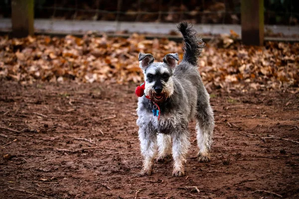 Gri bir Minyatür Schnauzer köpek portresi