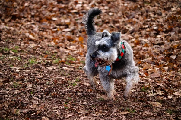 Gri bir Minyatür Schnauzer köpek portresi