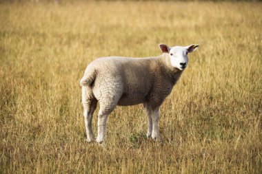 Devon koyun bir alanda