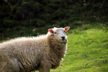 Devon koyun bir alanda