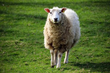 Devon koyun bir alanda