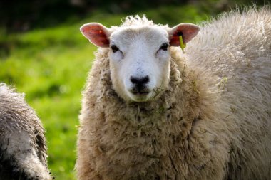 Devon koyun bir alanda