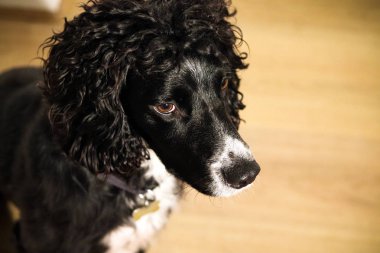 Siyah ve beyaz cocker spaniel köpek