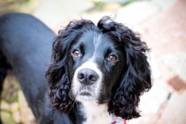 Siyah ve beyaz cocker spaniel köpek