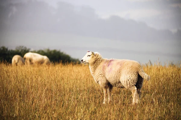 Devon Fåren Ett Fält — Stockfoto