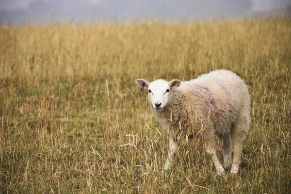 Devon Bárány Mezőben — Stock Fotó