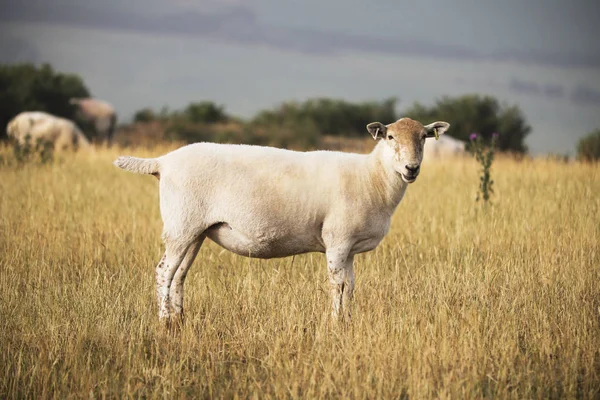 Devon Ovelhas Campo — Fotografia de Stock