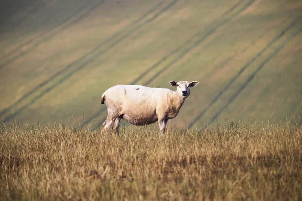 Devon Fåren Ett Fält — Stockfoto