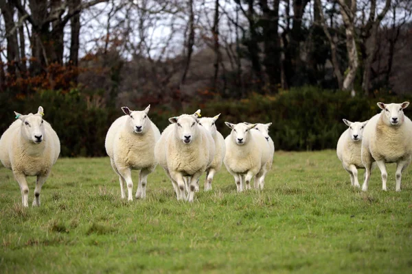 Devon Fåren Ett Fält — Stockfoto