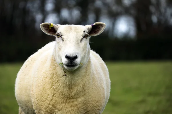 Oile Devon Într Câmp — Fotografie, imagine de stoc