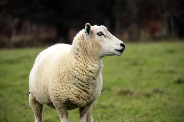 Devon Fåren Ett Fält — Stockfoto