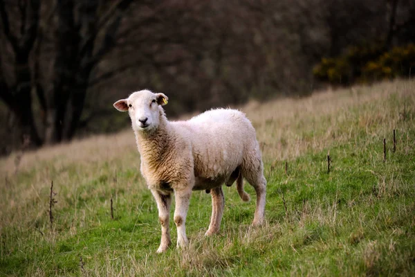 Devon Fåren Ett Fält — Stockfoto