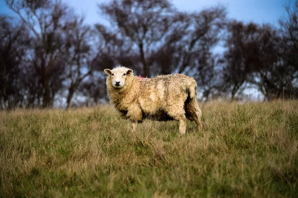 Devon Fåren Ett Fält — Stockfoto