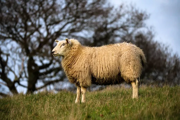 Devon Fåren Ett Fält — Stockfoto